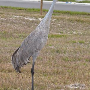 Sandhill Crane