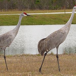 Sandhill Cranes - YouTube