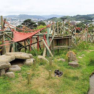 Chimpanzee enclosure after redevelopment