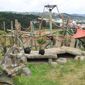 Chimpanzee enclosure after redevelopment
