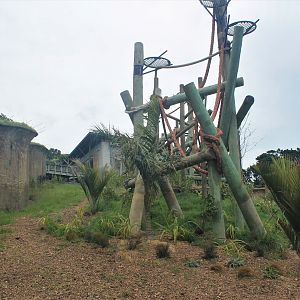 Chimpanzee enclosure after redevelopment