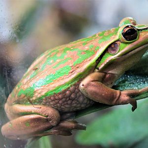 Golden Bell Frog (Litoria aurea)