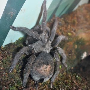 Brazilian Black Tarantula (Grammostola pulchra)