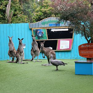 Eastern Grey Kangaroos and Cape Barren Goose