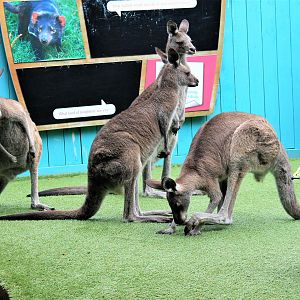 Eastern Grey Kangaroos and Cape Barren Goose