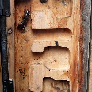 Wellington Tree Weta (Hemideina crassidens)