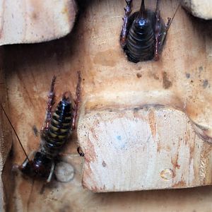 Wellington Tree Weta (Hemideina crassidens)