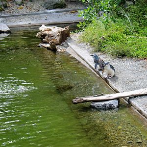 Enclosure for Little Blue Penguins (Eudyptula minor)