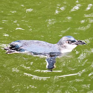 Little Blue Penguin (Eudyptula minor)
