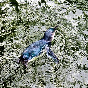 Little Blue Penguin (Eudyptula minor)