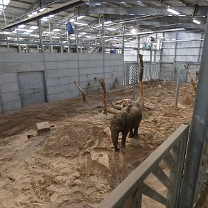 Asian Elephant Indoors (Elephant Basecamp)