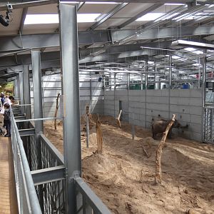 Indoor Asian Elephant viewing area