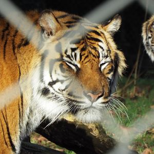 Sumatran Tiger Paignton Zoo
