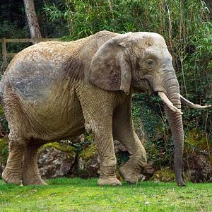 Dutchess Paignton Zoo