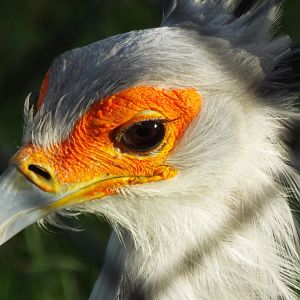 Secretary Bird Paignton Zoo