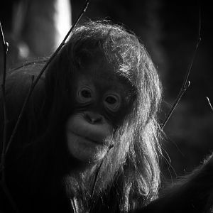 Young Orangutan Paignton Zoo