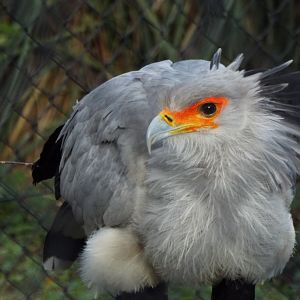 Secretary Bird Paignton Zoo