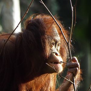 Young Orangutan Paignton Zoo