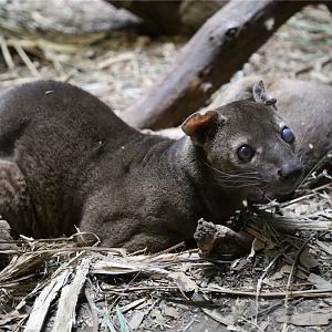 Fossa