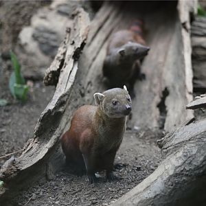 Ring-tailed mongoose (Galidia elegans)