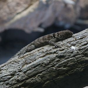 Cuvier's Madagascar swift-identified