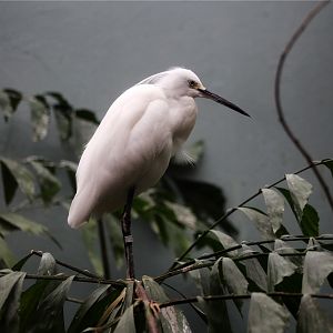 Snowy egret