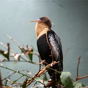Anhinga