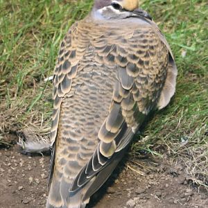 Common bronzewing