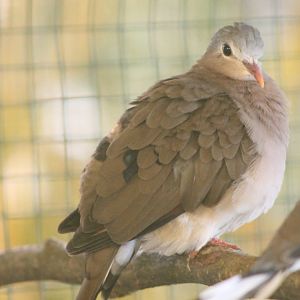 Blue-spotted wood-dove