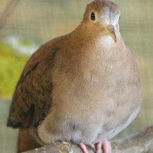 Blue ground-dove - female