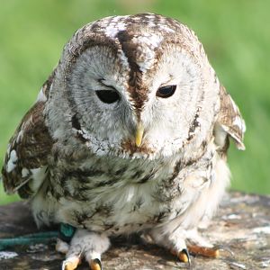 Tawny owl