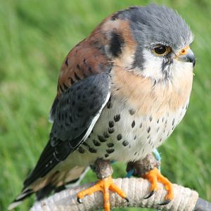 American kestrel