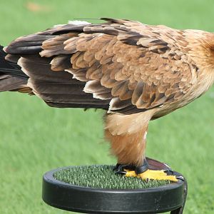 Tawny eagle  - Aquila rapax