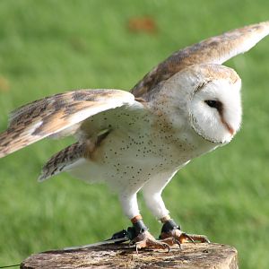 Barn owl