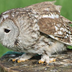 Tawny owl