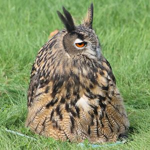 Eurasian eagle owl ssp