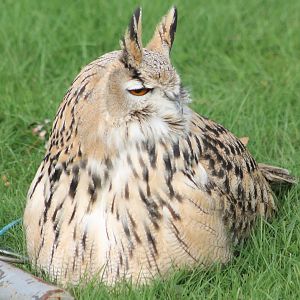 Eurasian eagle owl ssp