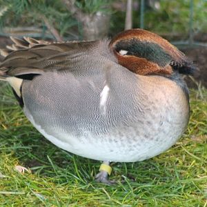 Green-winged teal