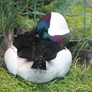 Bufflehead