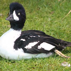 Barrow's goldeneye