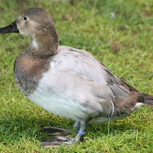 Pochard - female