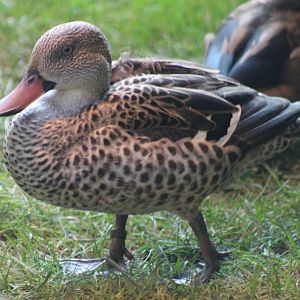 Cape teal