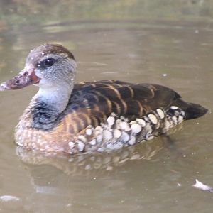 Spotted whistling duck