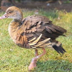 Plumed whistling duck