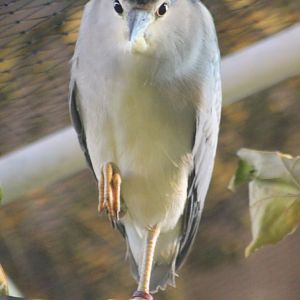 Black-crowned night heron