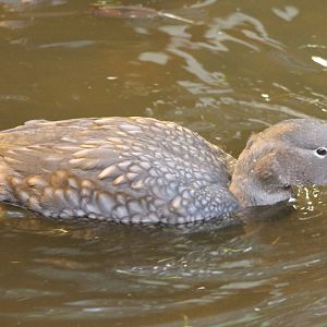 Magellanic steamer duck