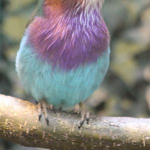 Lilac-breasted roller