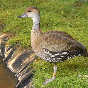 Black-billed whistling duck