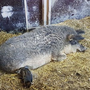 Woolly pig with young