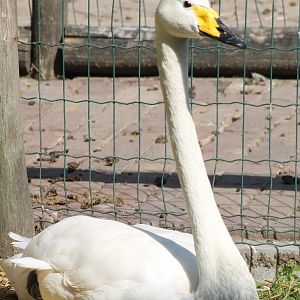 Whooper swan